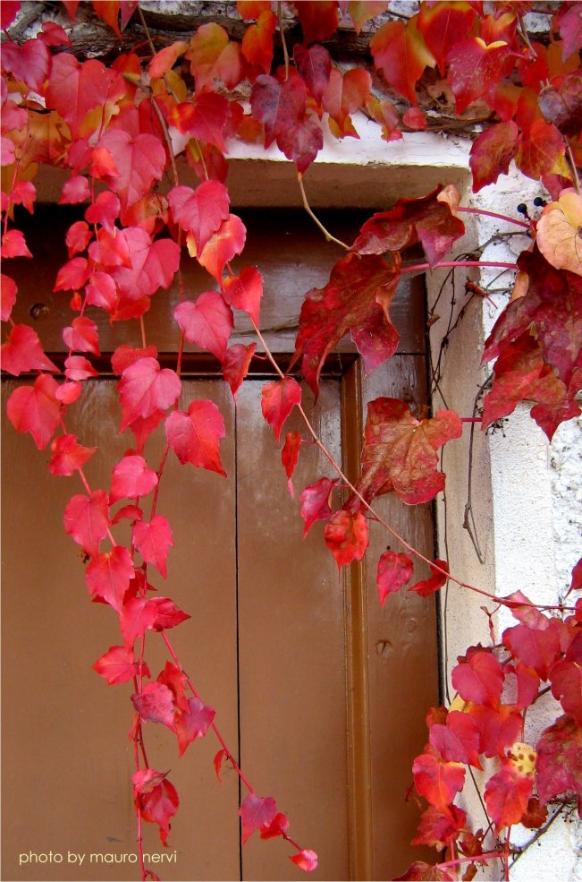 photo "nature in red" tags: nature, 