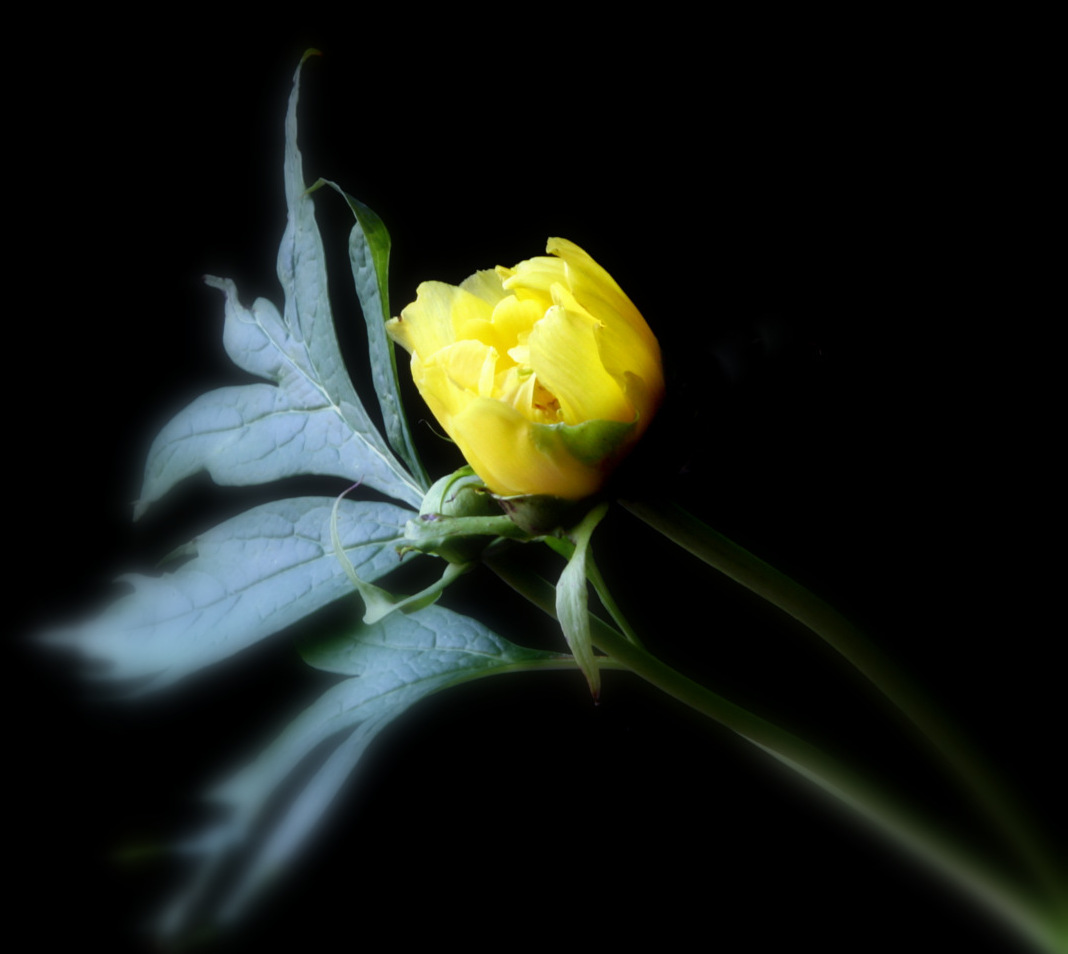 photo "tree peony" tags: still life, macro and close-up, nature, flowers