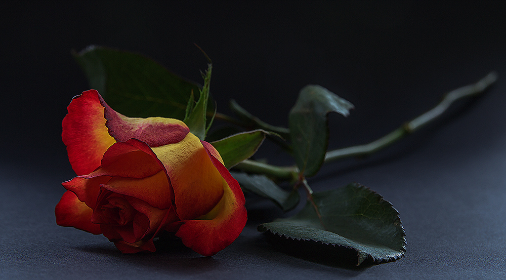 photo "***" tags: , 