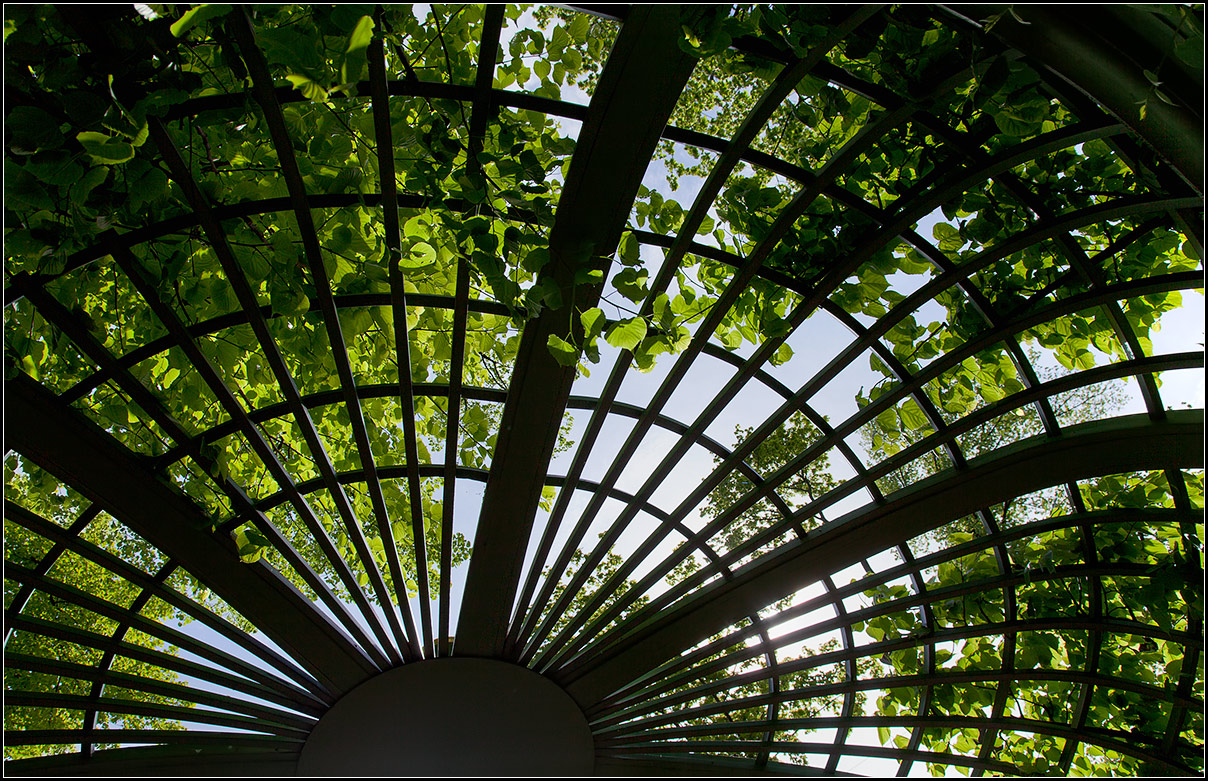 photo "St. Petersburg. Summer garden. Pergola" tags: architecture, nature, 