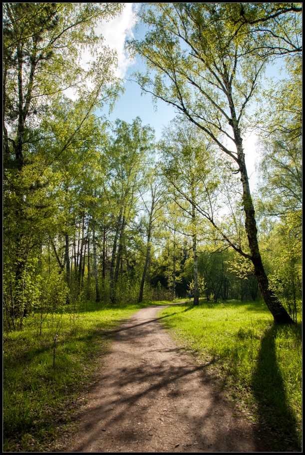 photo "***" tags: landscape, forest, summer