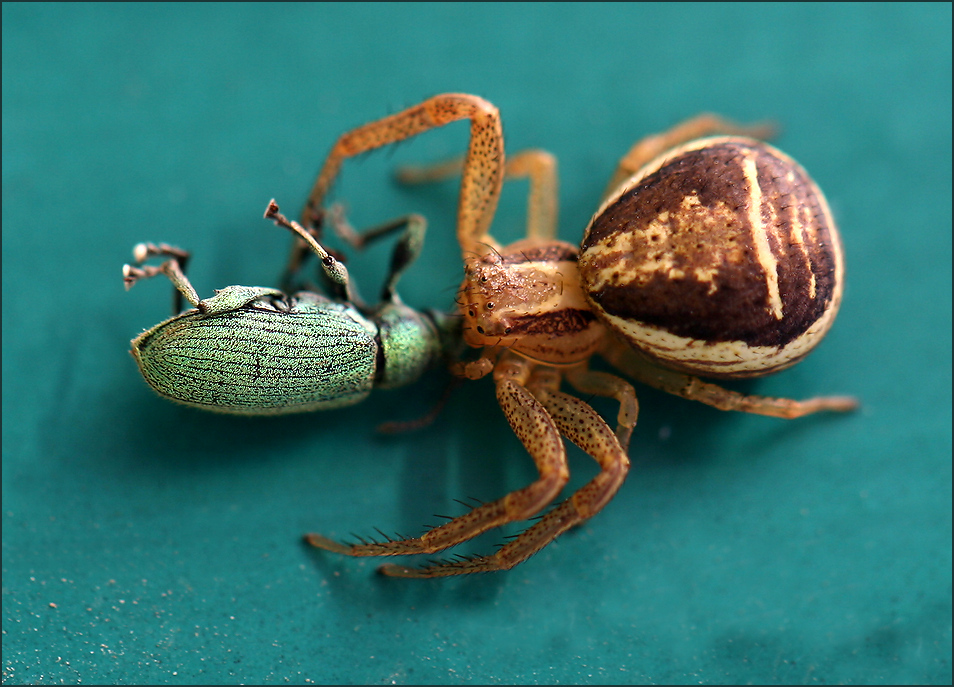 photo "Deadly kiss - 2" tags: nature, macro and close-up, spider, долгоносик