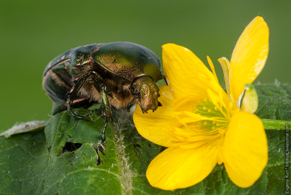 photo "***" tags: macro and close-up, nature, travel, insect, бронзовка, жук, макро