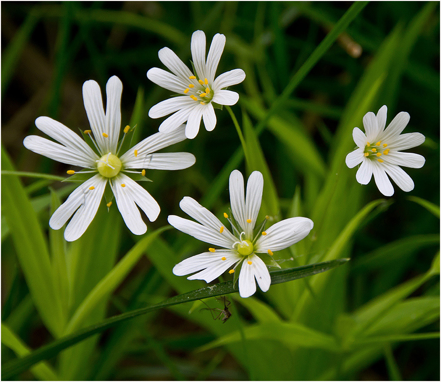 photo "Summer" tags: nature, flowers, summer