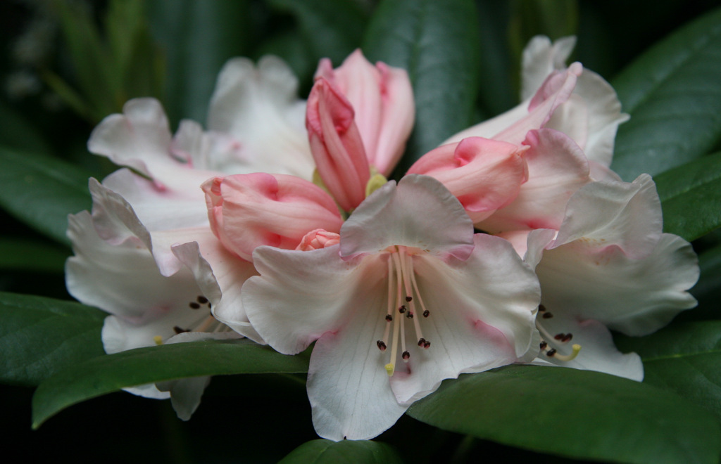 photo "rhododendron yakushimanum sneezy" tags: macro and close-up, still life, nature, flowers, spring
