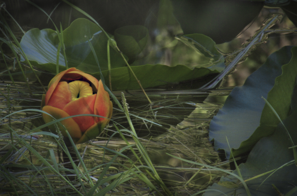 photo "Pond Lily" tags: nature, Lily, Montana, pond, water