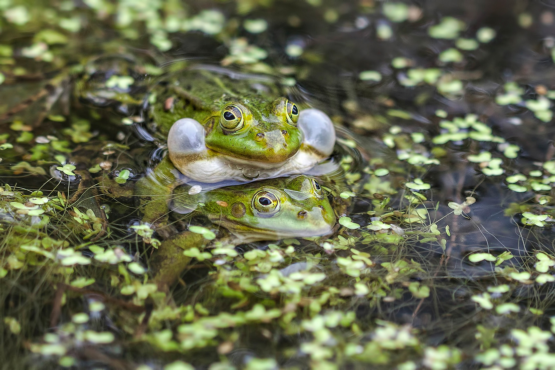 photo "***" tags: nature, pond, брачные игры, лягушки