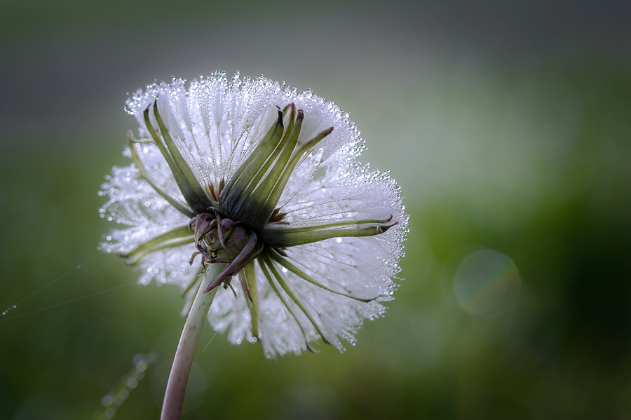 photo "***" tags: nature, macro and close-up, light, sun, одуванчик, цветок