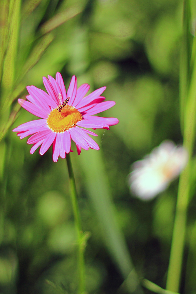 photo "***" tags: macro and close-up, insect, summer, ромашка, цветок