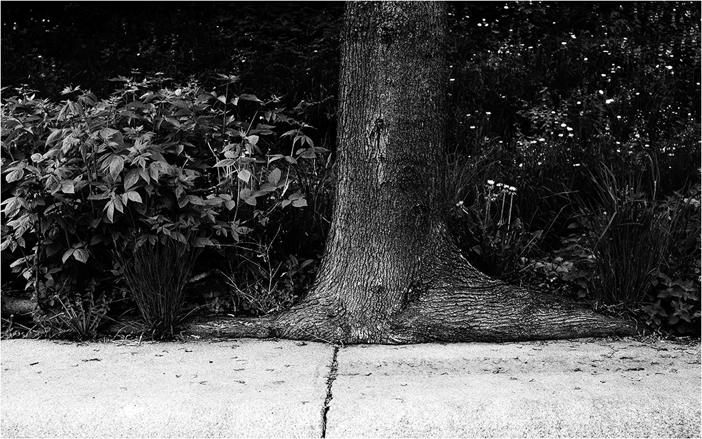 photo "***" tags: nature, 