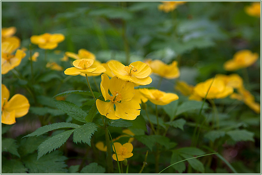 photo "***" tags: nature, flowers, summer, краски