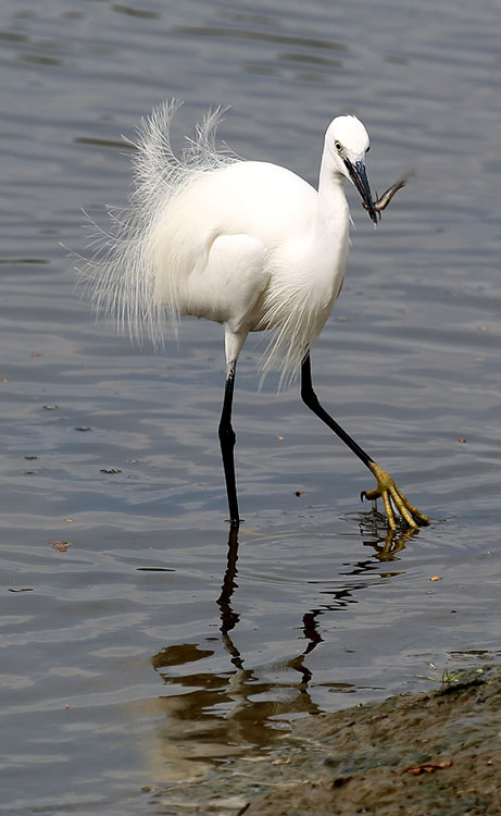 photo "***" tags: nature, heron