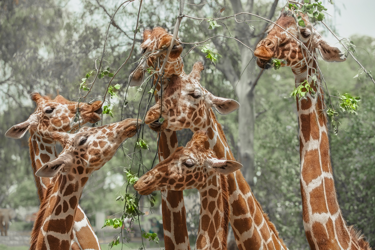 photo "Giraffa" tags: nature, Giraffa, жираф, полдник