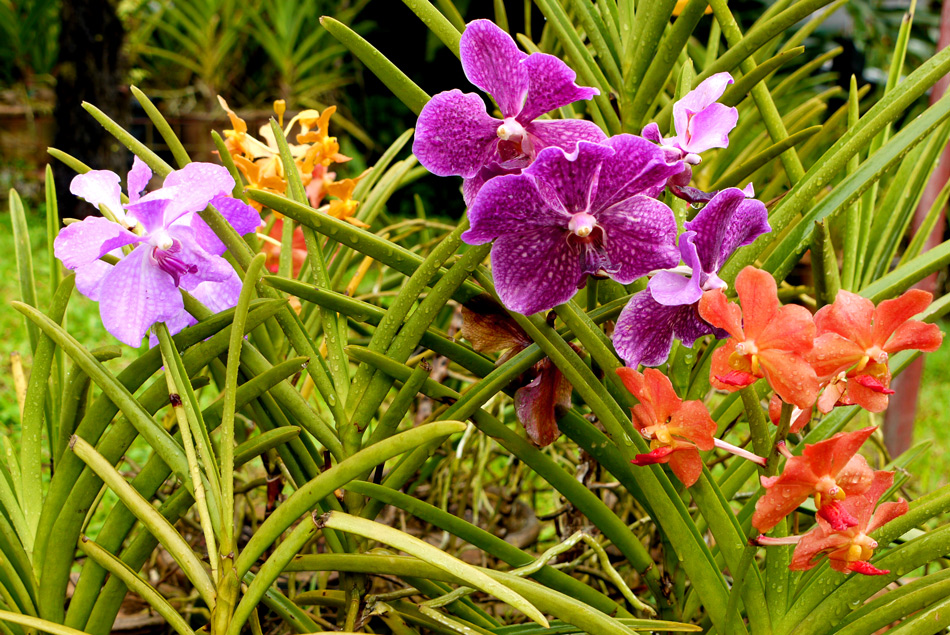 photo "KL Orchids" tags: nature, flowers