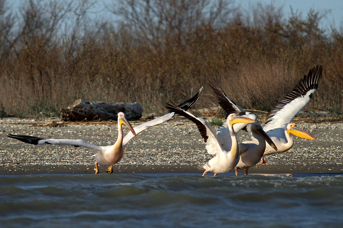 photo "***" tags: nature, wild animals