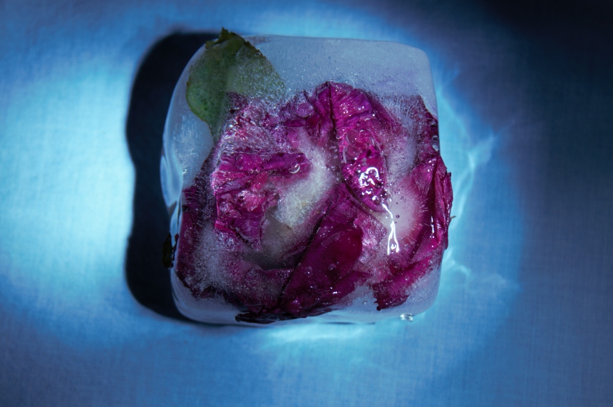 photo "Frozen" tags: still life, misc., Ice, flowers, rose