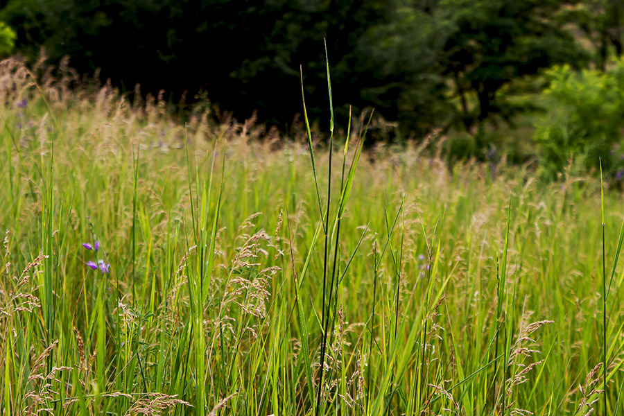 фото "Летняя..." метки: пейзаж, макро и крупный план, фрагмент, Запорожье, Украина, трава