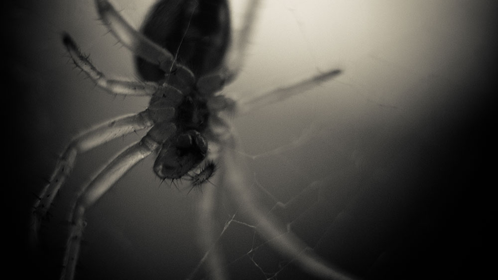 photo "Fear of Spiders" tags: macro and close-up, 