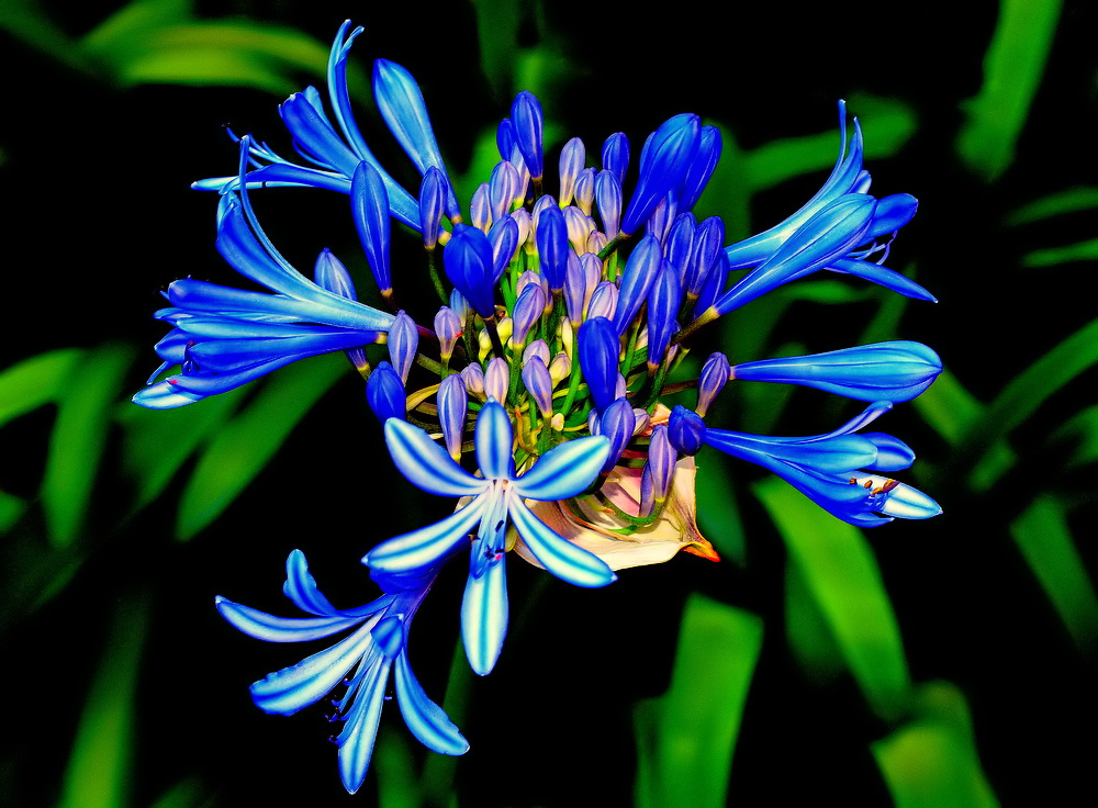 фото ""Flowers..."" метки: природа, макро и крупный план, 