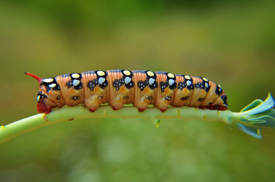 photo "***" tags: macro and close-up, 