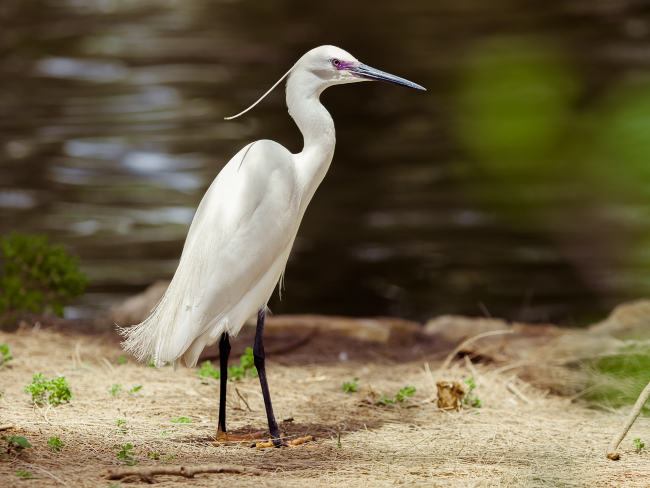 photo "Egretta garzetta" tags: nature, heron