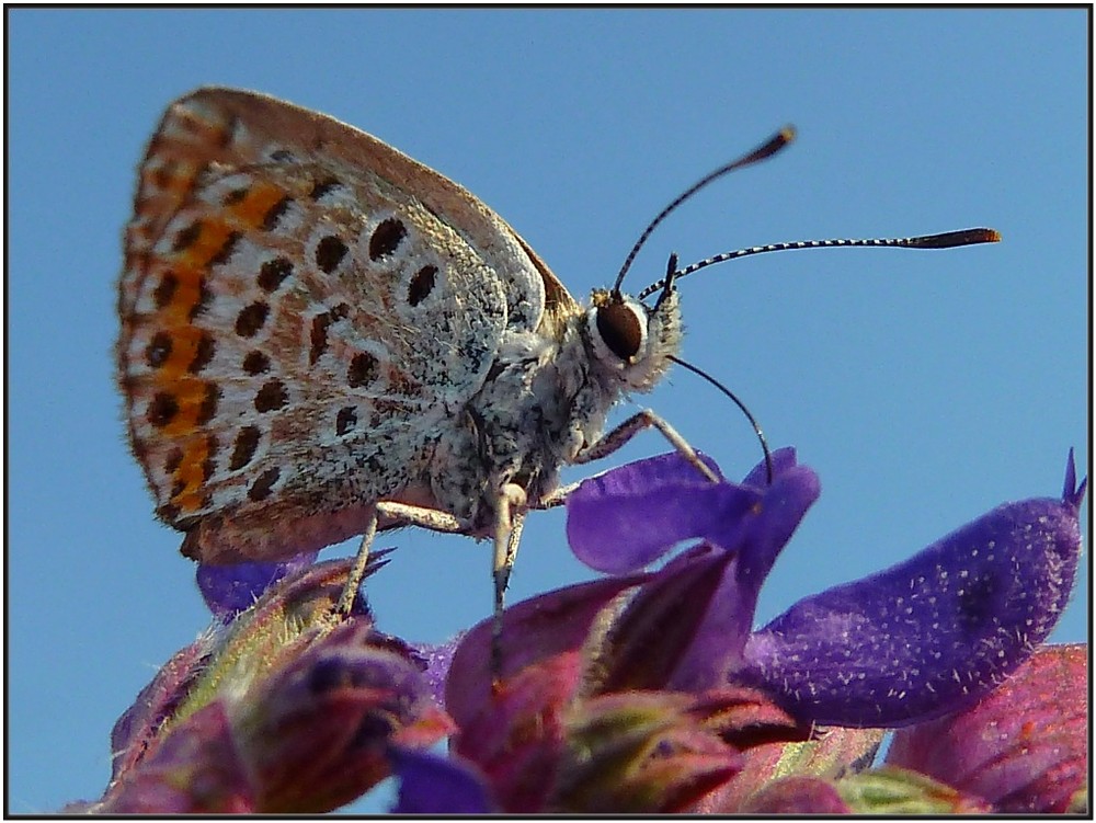 фото "хороша ли я?" метки: макро и крупный план, природа, Украина, лето, насекомое, цветы