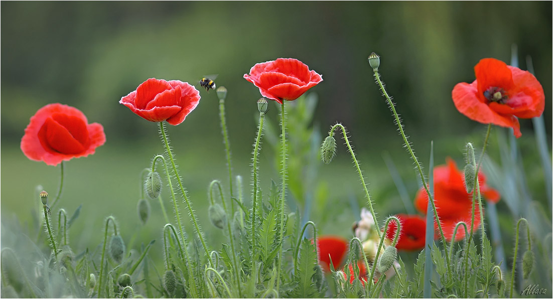photo "***" tags: nature, 