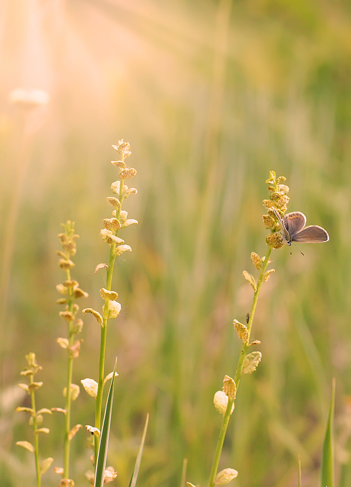 фото "На солнышке" метки: природа, бабочка, макро
