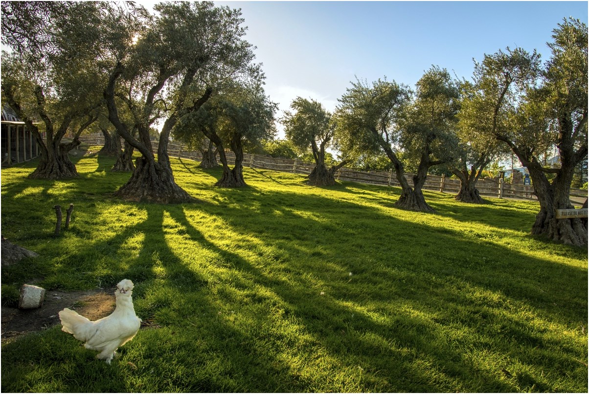 photo "***" tags: landscape, pets/farm animals, spring