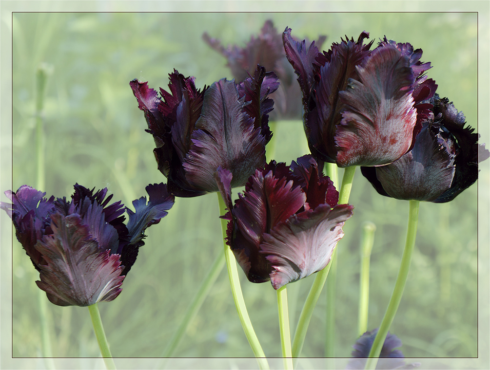 photo "Black Tulips for Vladimir B." tags: nature, Black Parrots, flowers, spring, черные тюльпаны