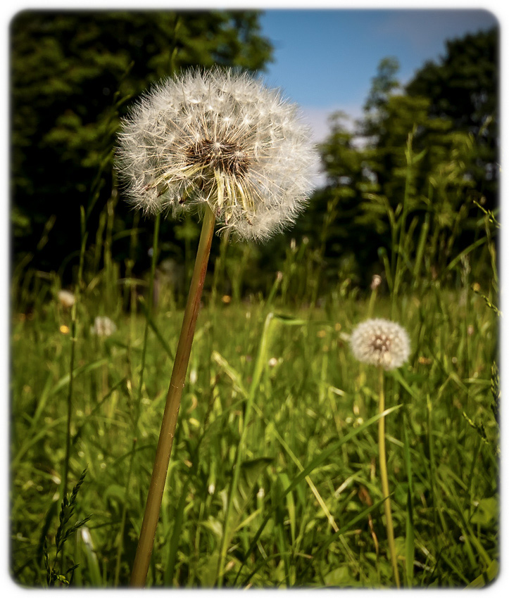 photo "***" tags: nature, clouds, summer, одуванчики