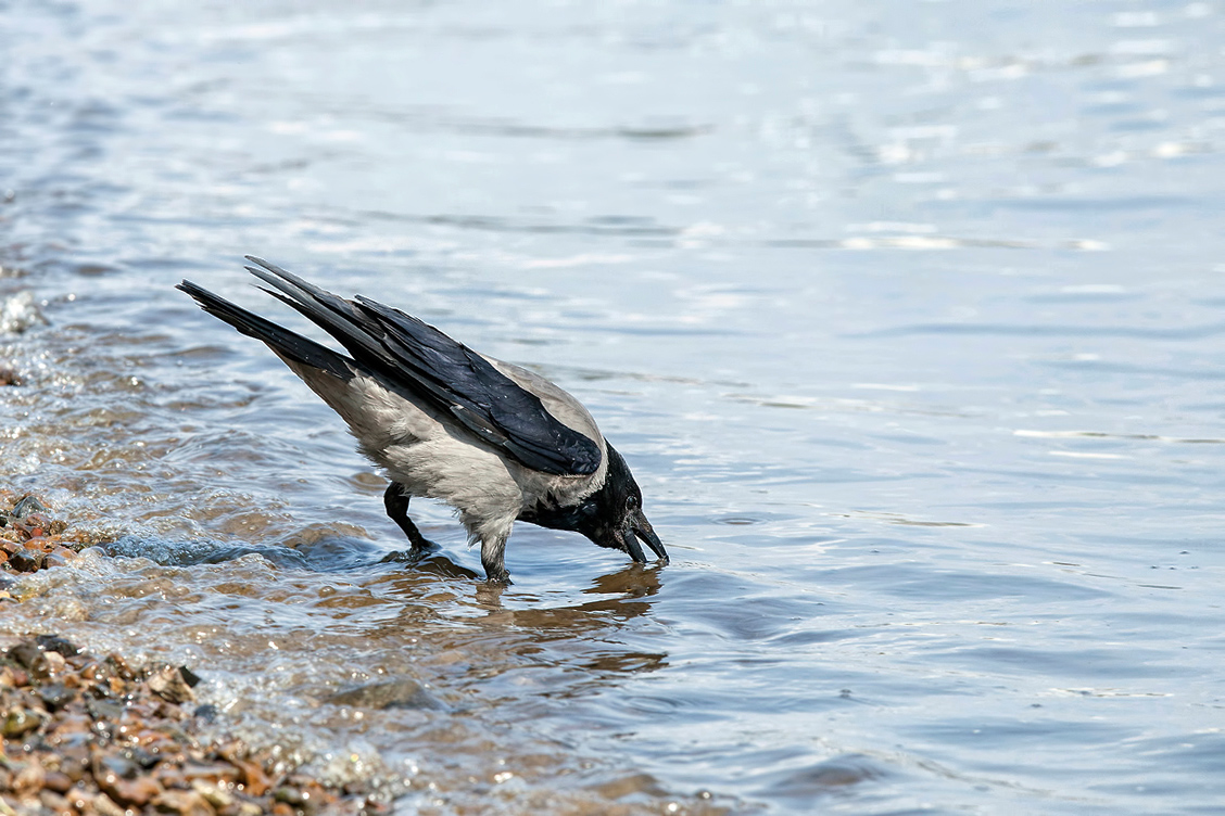 photo "***" tags: nature, water, ворона, жажда