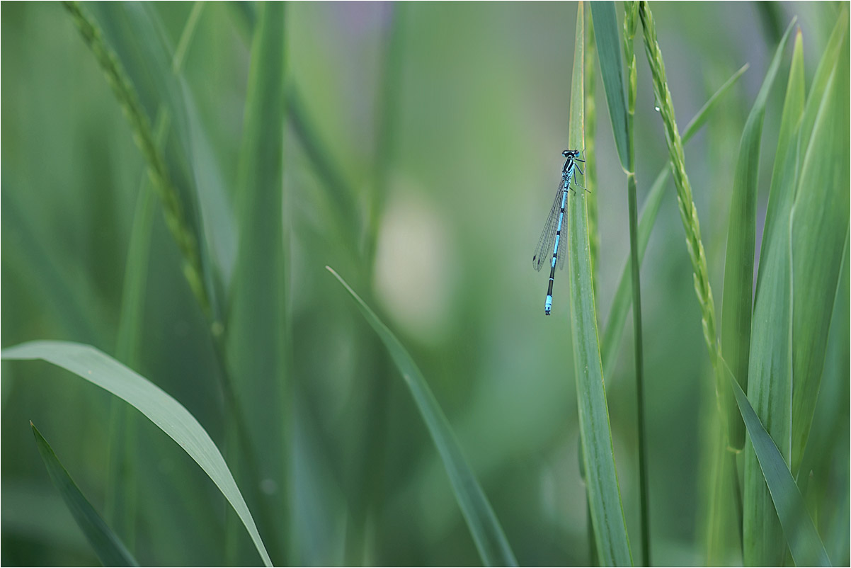 photo "***" tags: nature, 