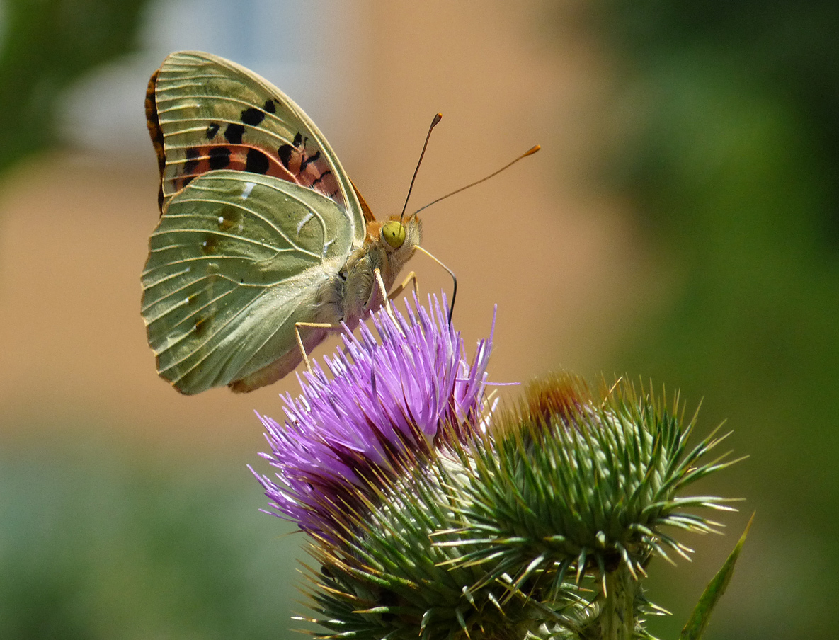 photo "***" tags: nature, 
