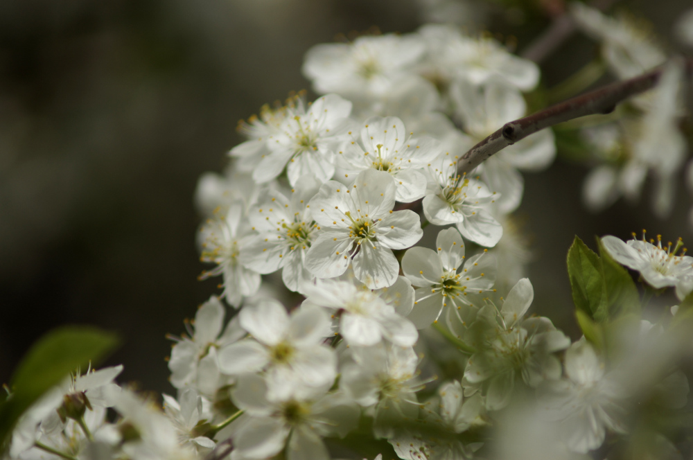 photo "***" tags: nature, 