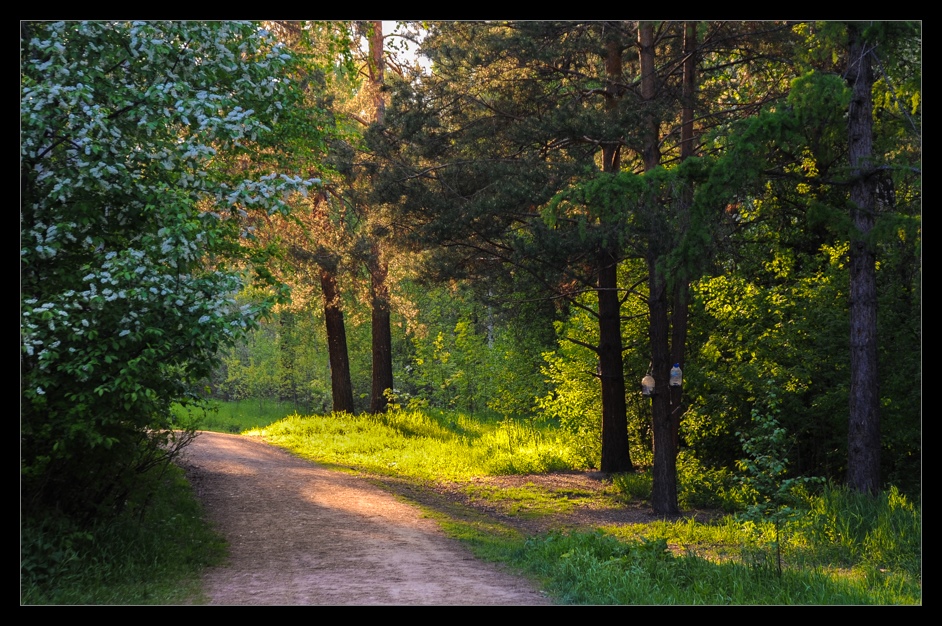 photo "***" tags: landscape, forest, summer, sunset