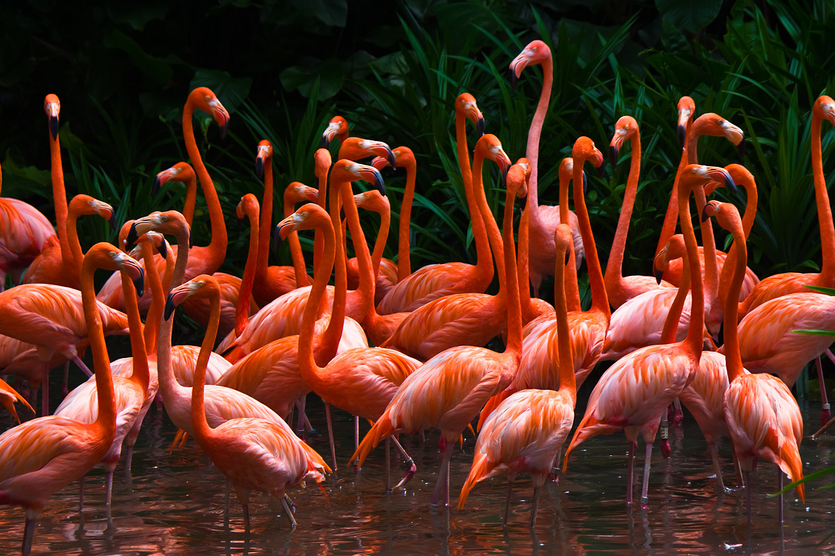 photo "Pink Dance" tags: nature, Asia, birds, forest, wild animals