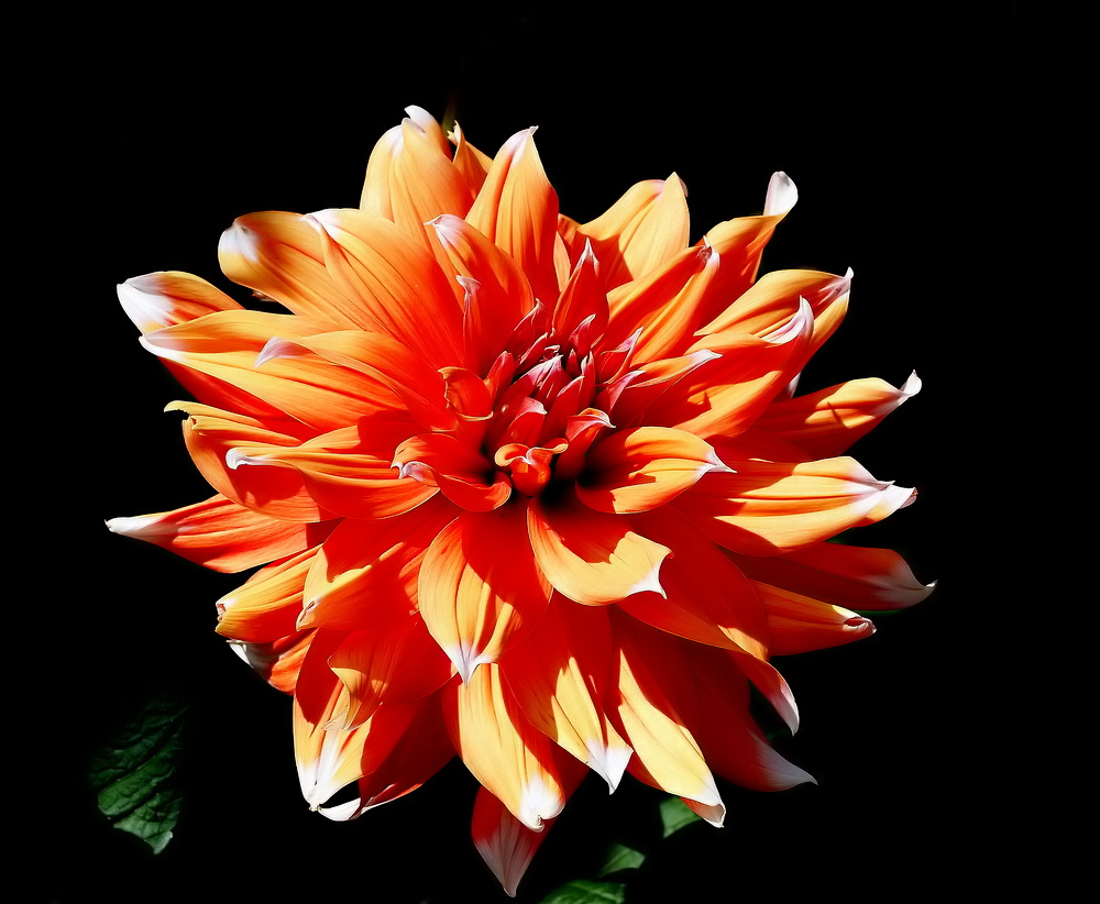 фото "Flower..." метки: природа, макро и крупный план, 