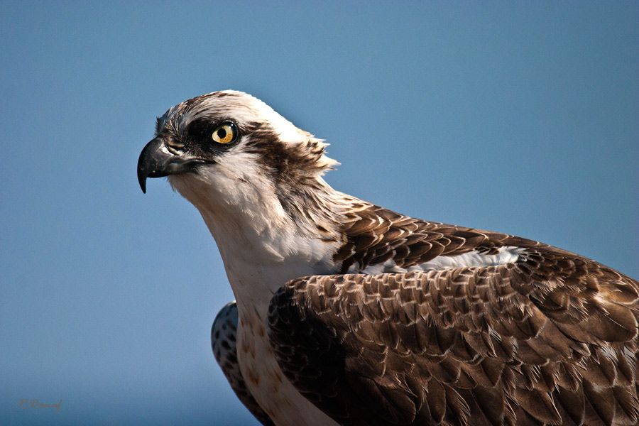 photo "Osprey" tags: nature, 