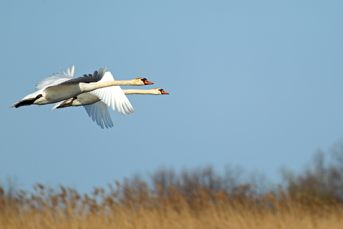 photo "***" tags: nature, wild animals