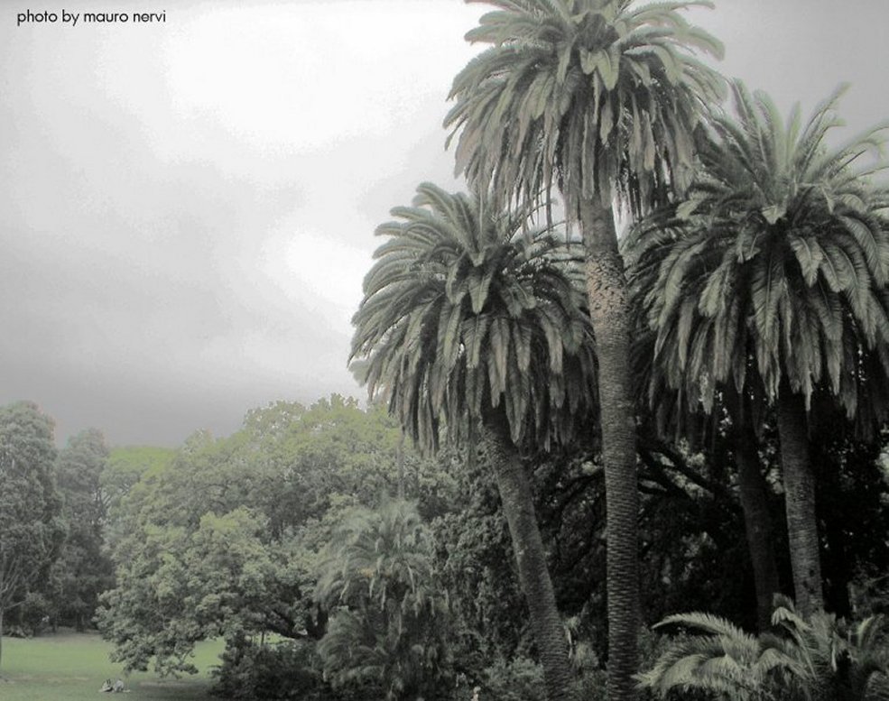 фото "a corner of Arenzano's park, Genoa" метки: природа, 