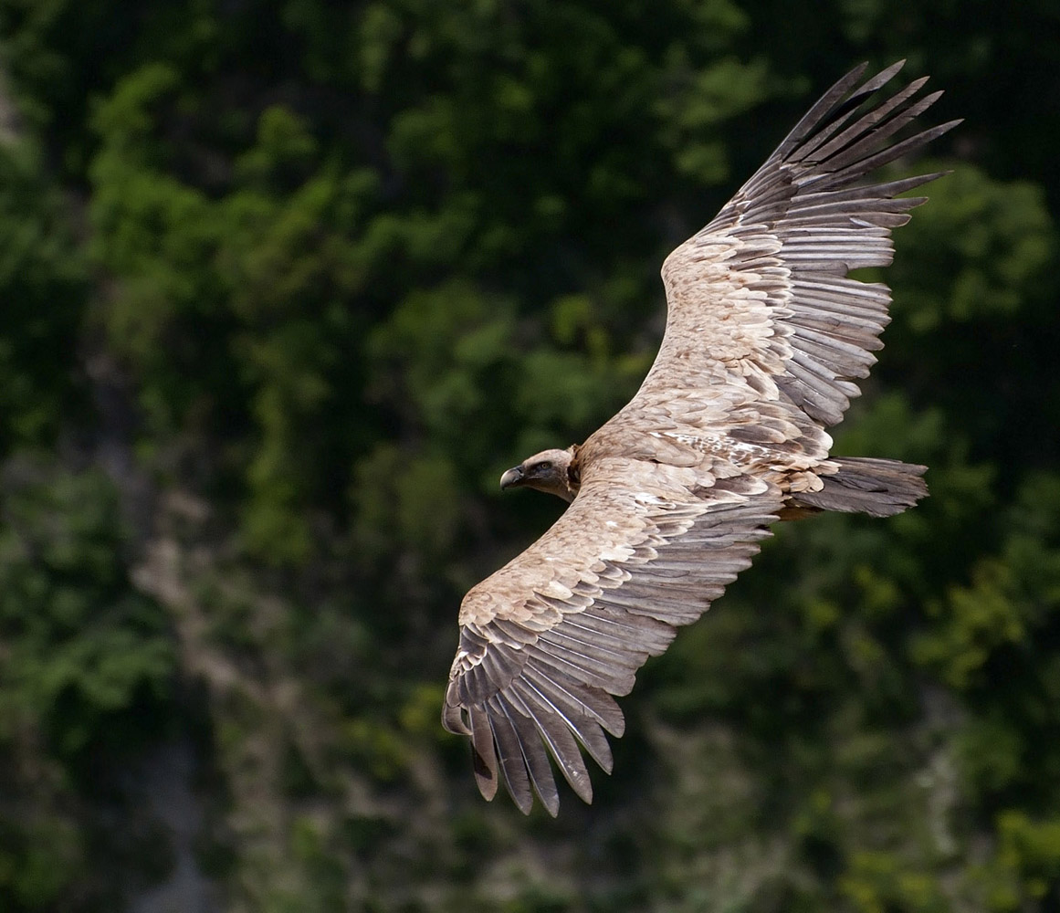 фото "Полет сипа" метки: природа, Сип, взгляд, дикие животные, крылья, лес, полет, размах