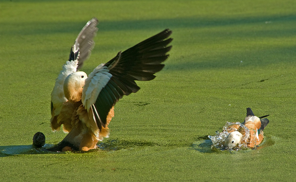 фото "Неотразимый" метки: природа, дикие животные птицы огарь утк