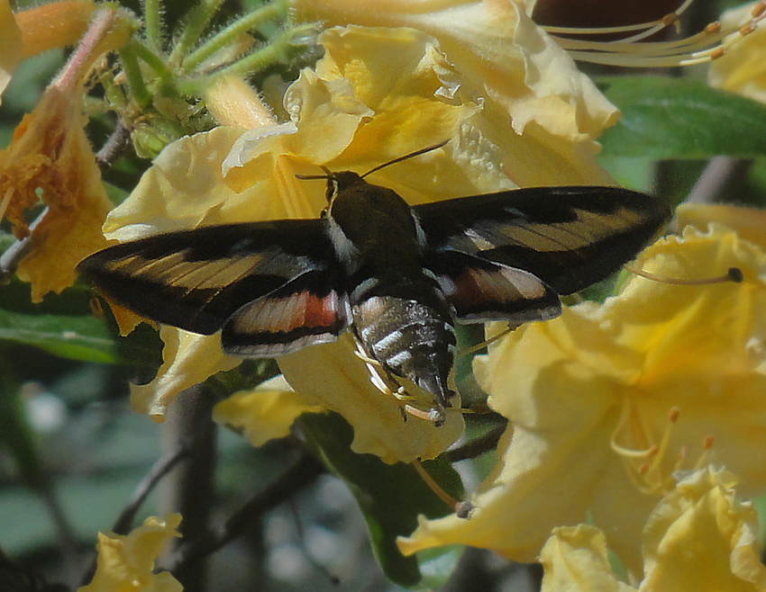 photo "***" tags: nature, butterfly