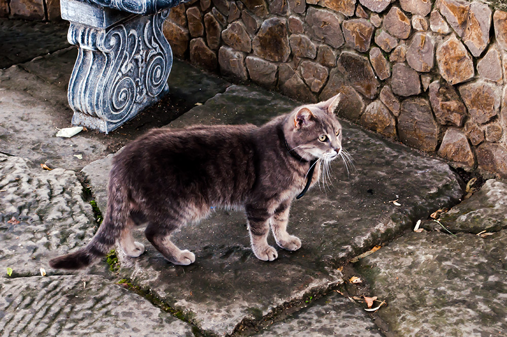 фото "монастырский кот" метки: природа, кот