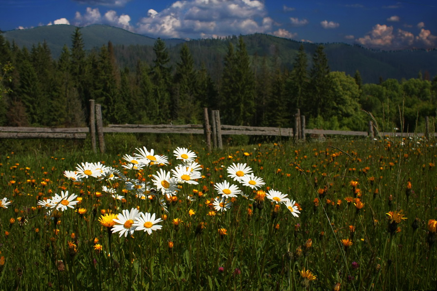 photo "Carpathian" tags: nature, landscape, 