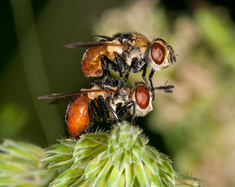 photo "*" tags: nature, macro and close-up, 