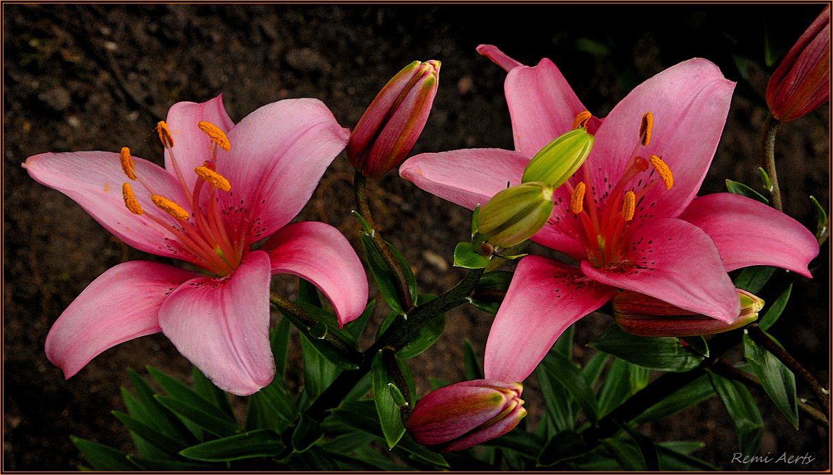 photo "***" tags: macro and close-up, nature, flowers, spring