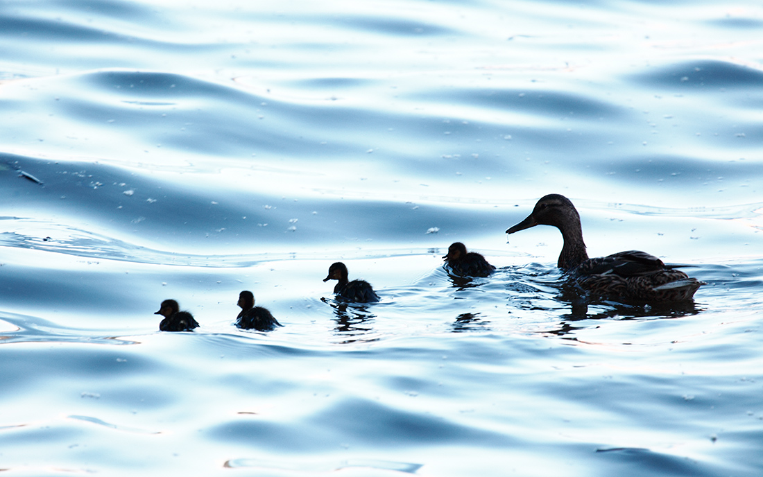 photo "***" tags: nature, 