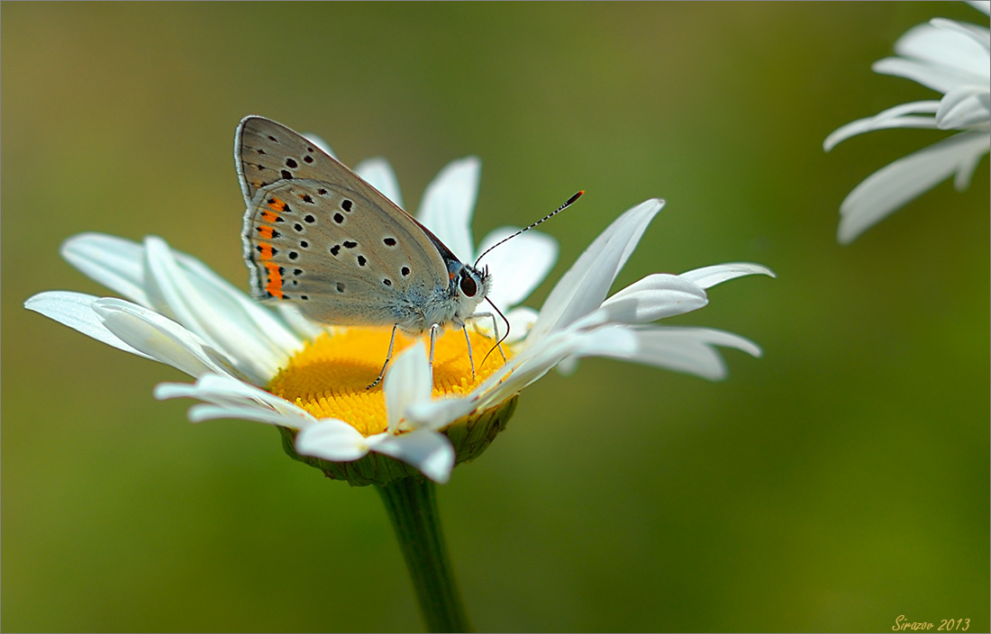 photo "Summer study" tags: nature, macro and close-up, 